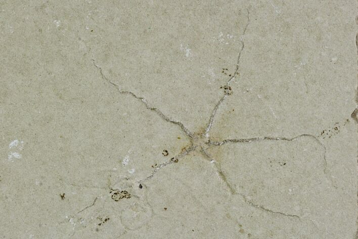 Pair of Cretaceous Brittle Star (Geocoma) Fossils - Lebanon #106203
